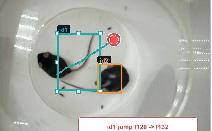 Multiple mice with tracking bounding boxes