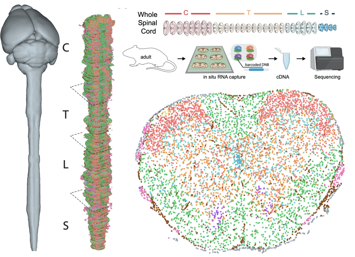 Spatial transcriptomic atlas of the whole mouse spinal cord